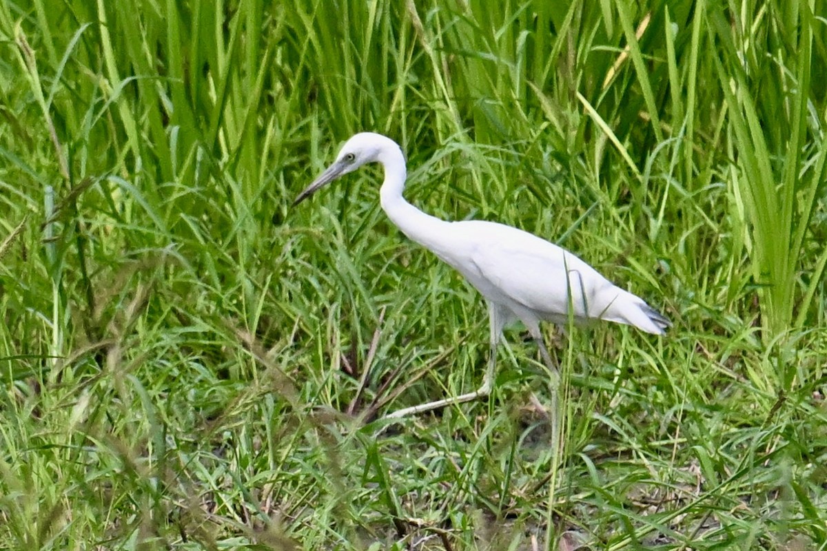 Little Blue Heron - ML640390120