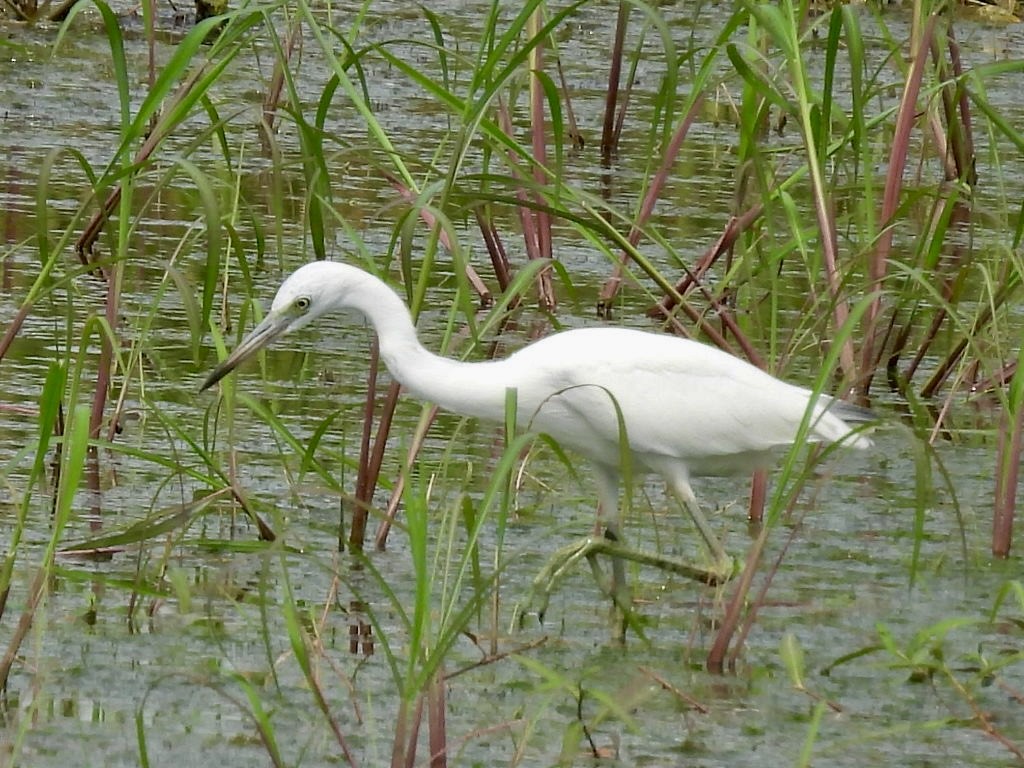 Little Blue Heron - ML640390121