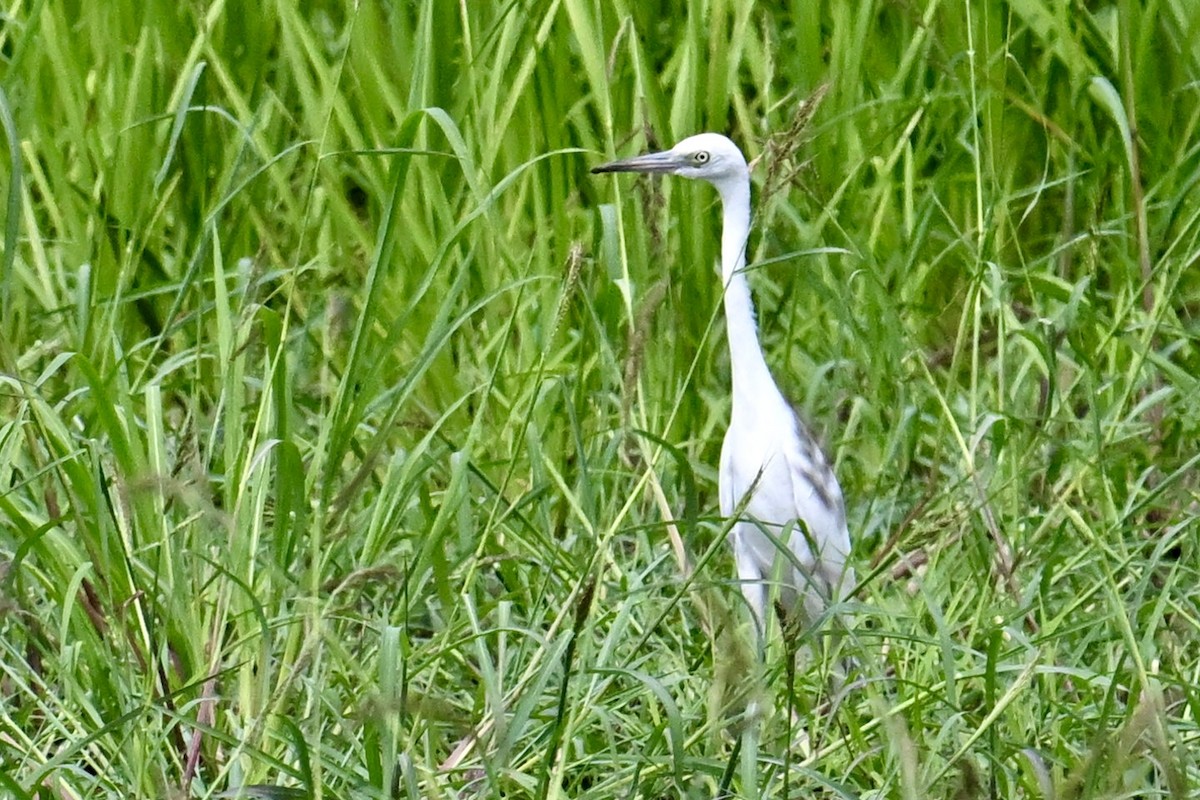 Little Blue Heron - ML640390122
