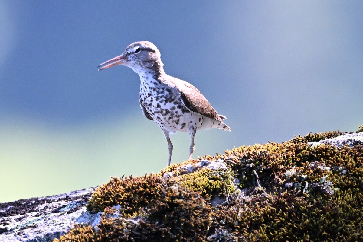 Spotted Sandpiper - ML640390132