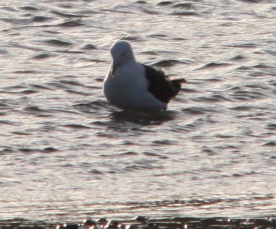 Kelp Gull - ML640390139