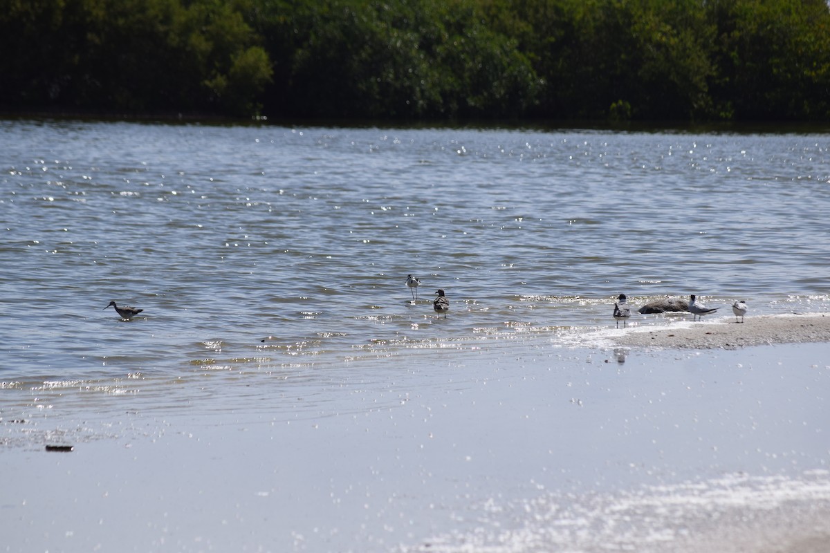 Пёстрый улит - ML640390151