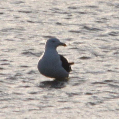 Kelp Gull - ML640390156