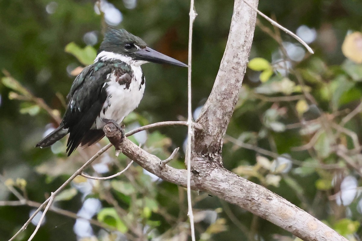Amazon Kingfisher - ML640390187