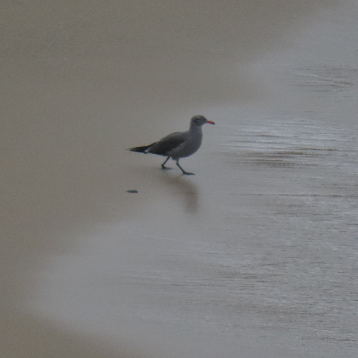 Heermann's Gull - ML640390262