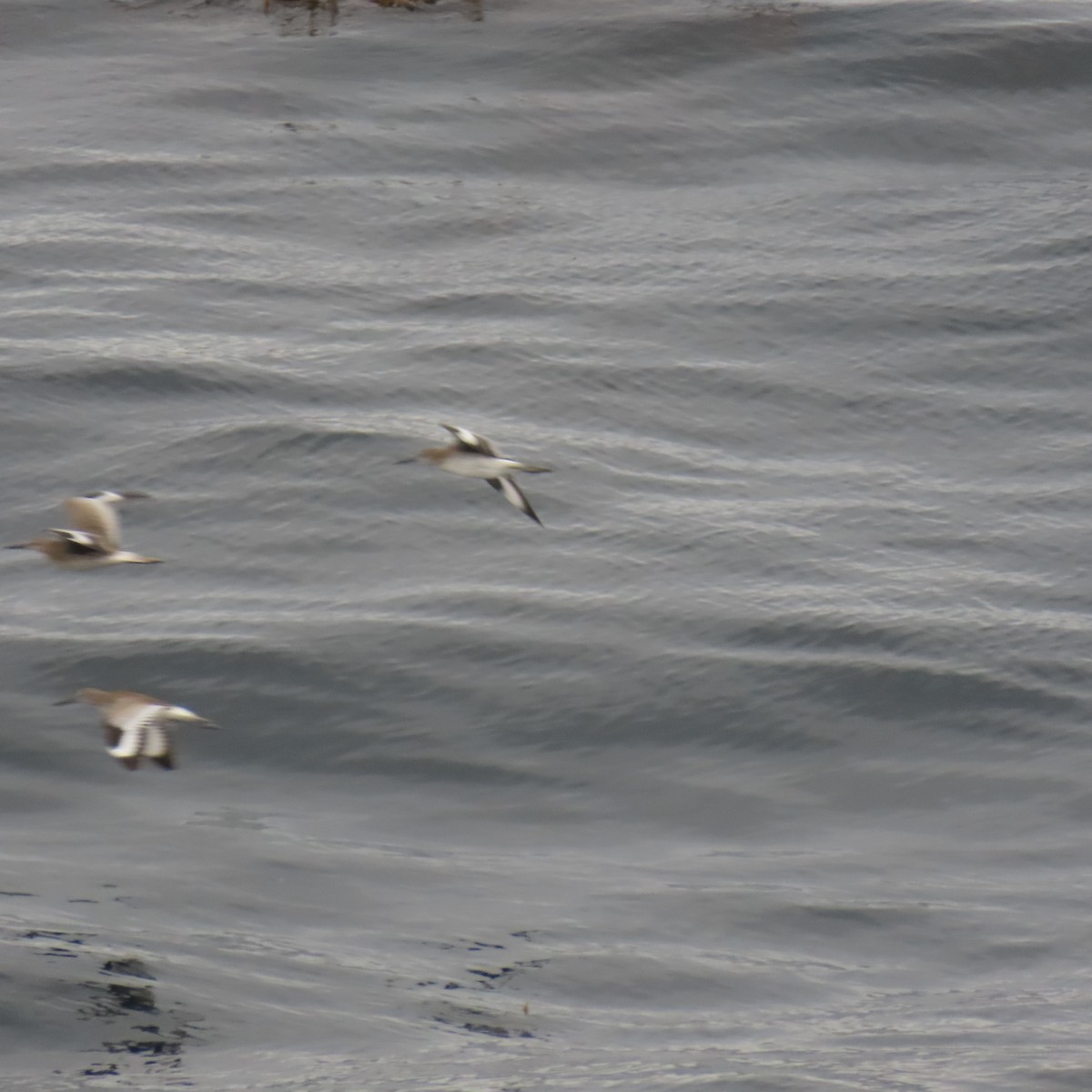 Willet - ML640390311