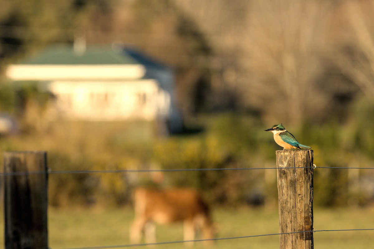Sacred Kingfisher - ML640390313