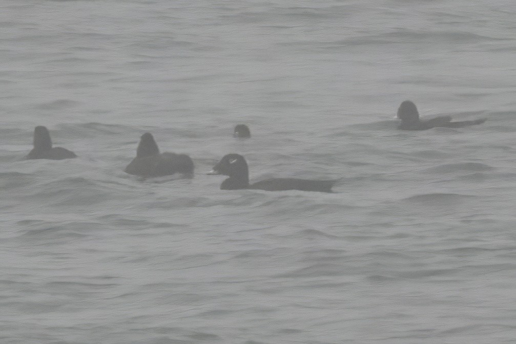 White-winged Scoter - ML640390322