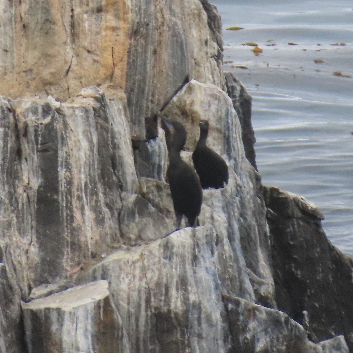 Brandt's Cormorant - ML640390326