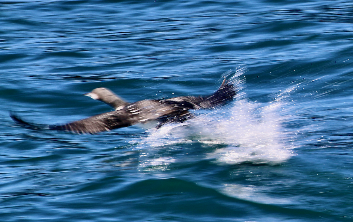 Pacific Loon - ML640390330