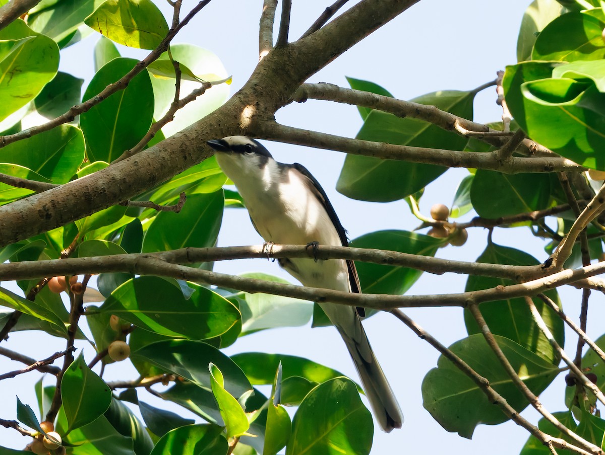 Ashy Minivet - ML640390338