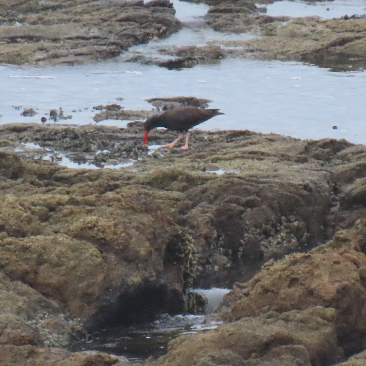 Black Oystercatcher - ML640390347