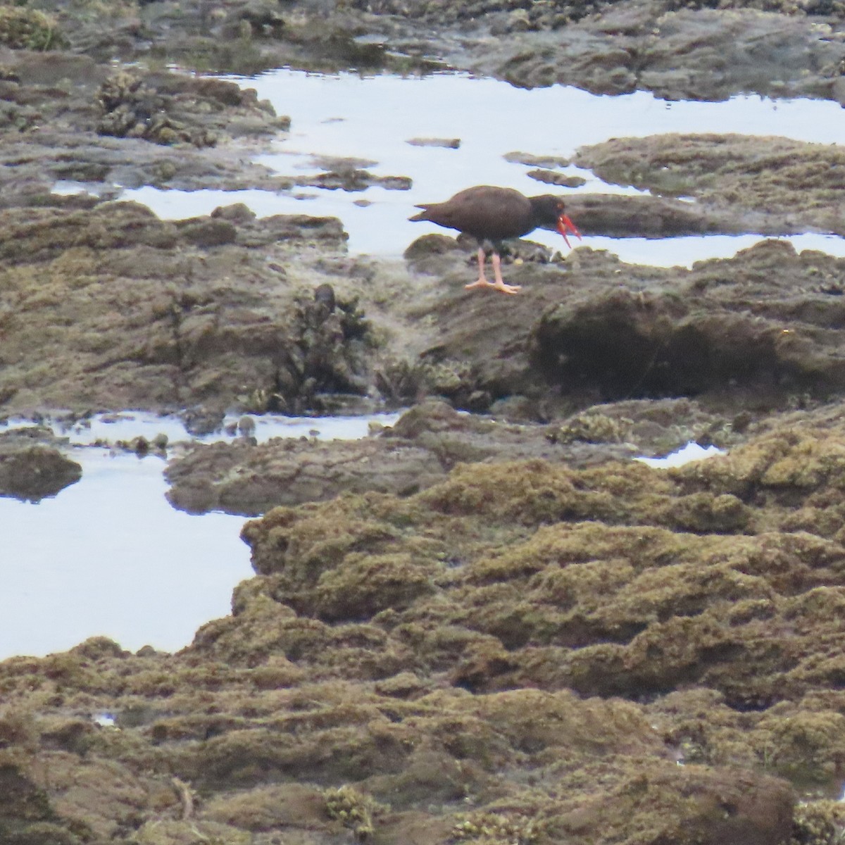 Black Oystercatcher - ML640390360