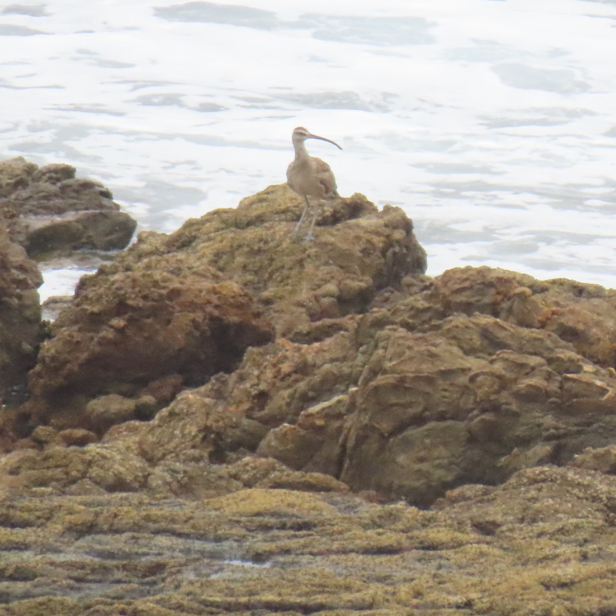 Whimbrel (Hudsonian) - ML640390385