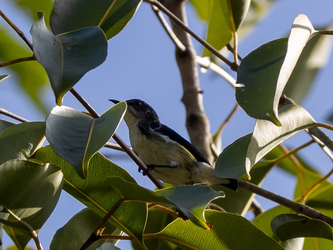 Cambodian Flowerpecker - ML640390399