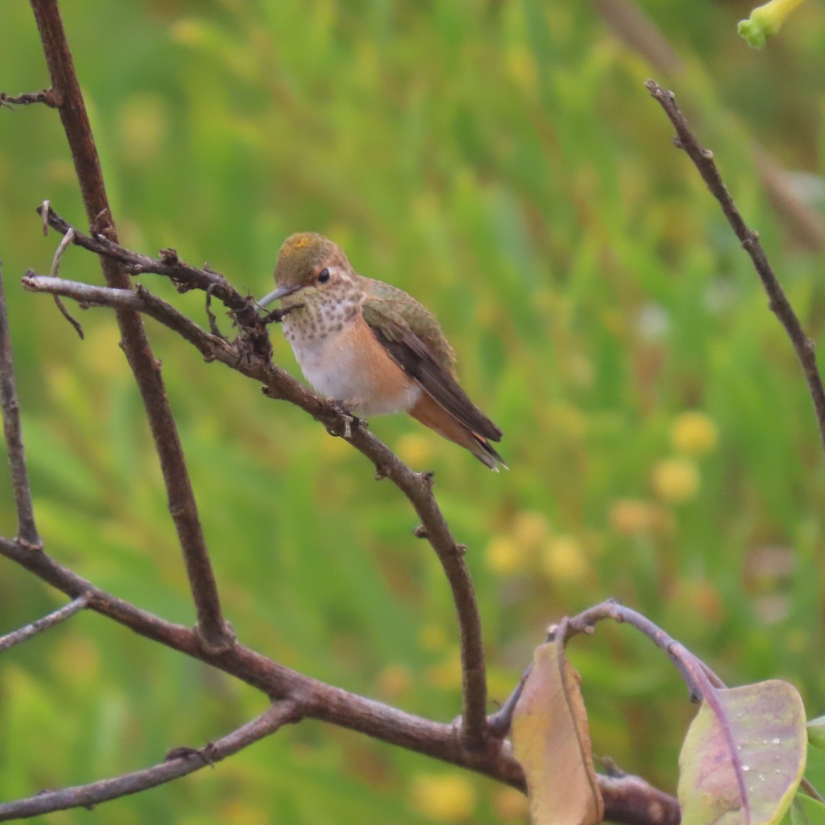 Rufous/Allen's Hummingbird - ML640390423