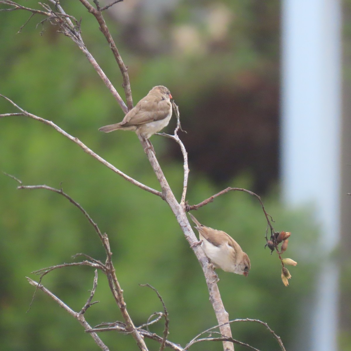 Pin-tailed Whydah - ML640390440