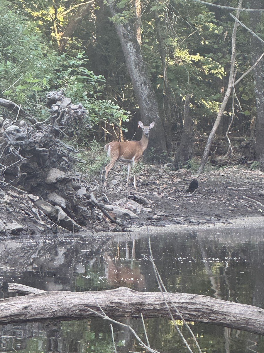 Animali - ML640390468