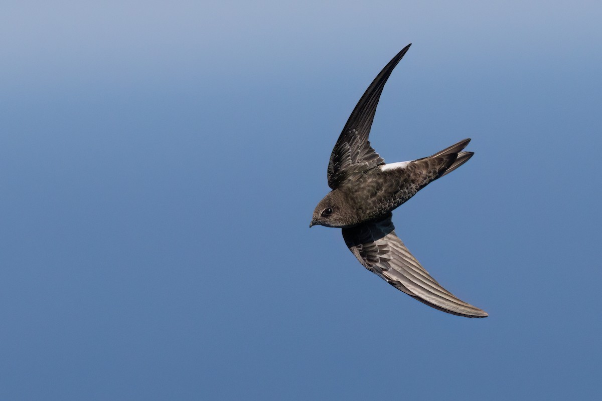 House Swift - ML640390472