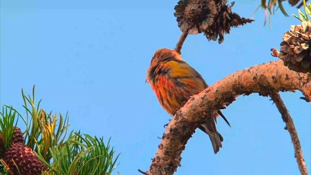 Cassia Crossbill - ML640390474