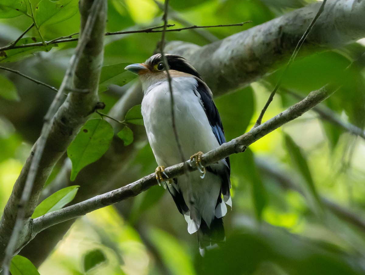 Silver-breasted Broadbill - ML640390483