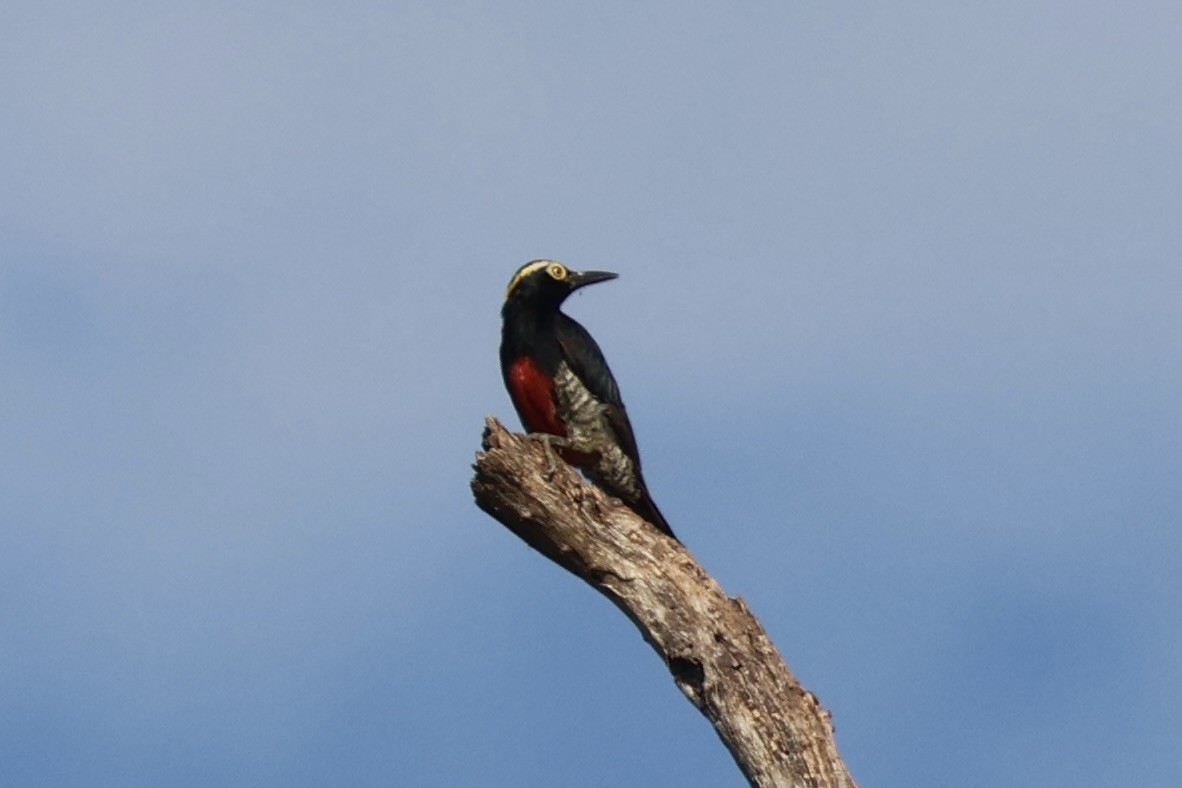 Carpintero Azulado - ML640390484