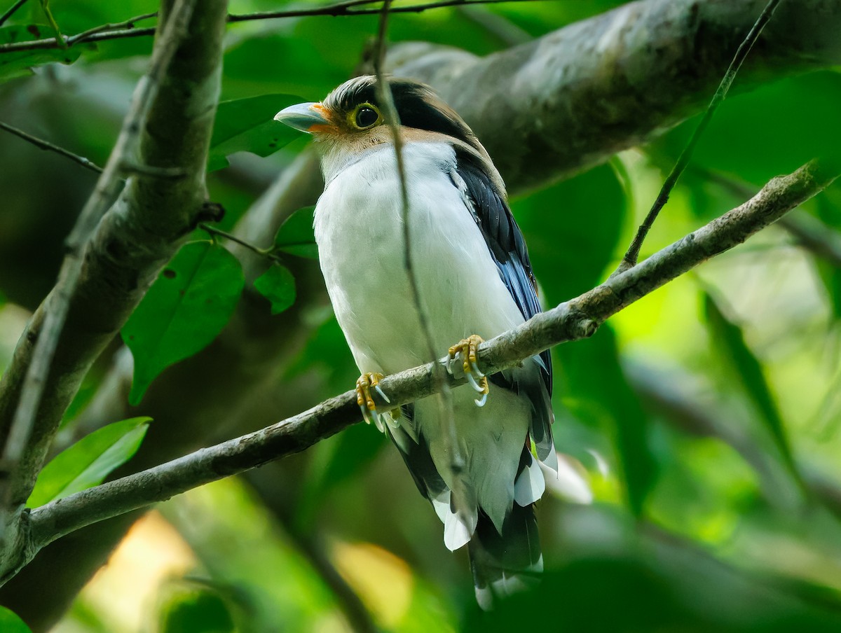 Silver-breasted Broadbill - ML640390485