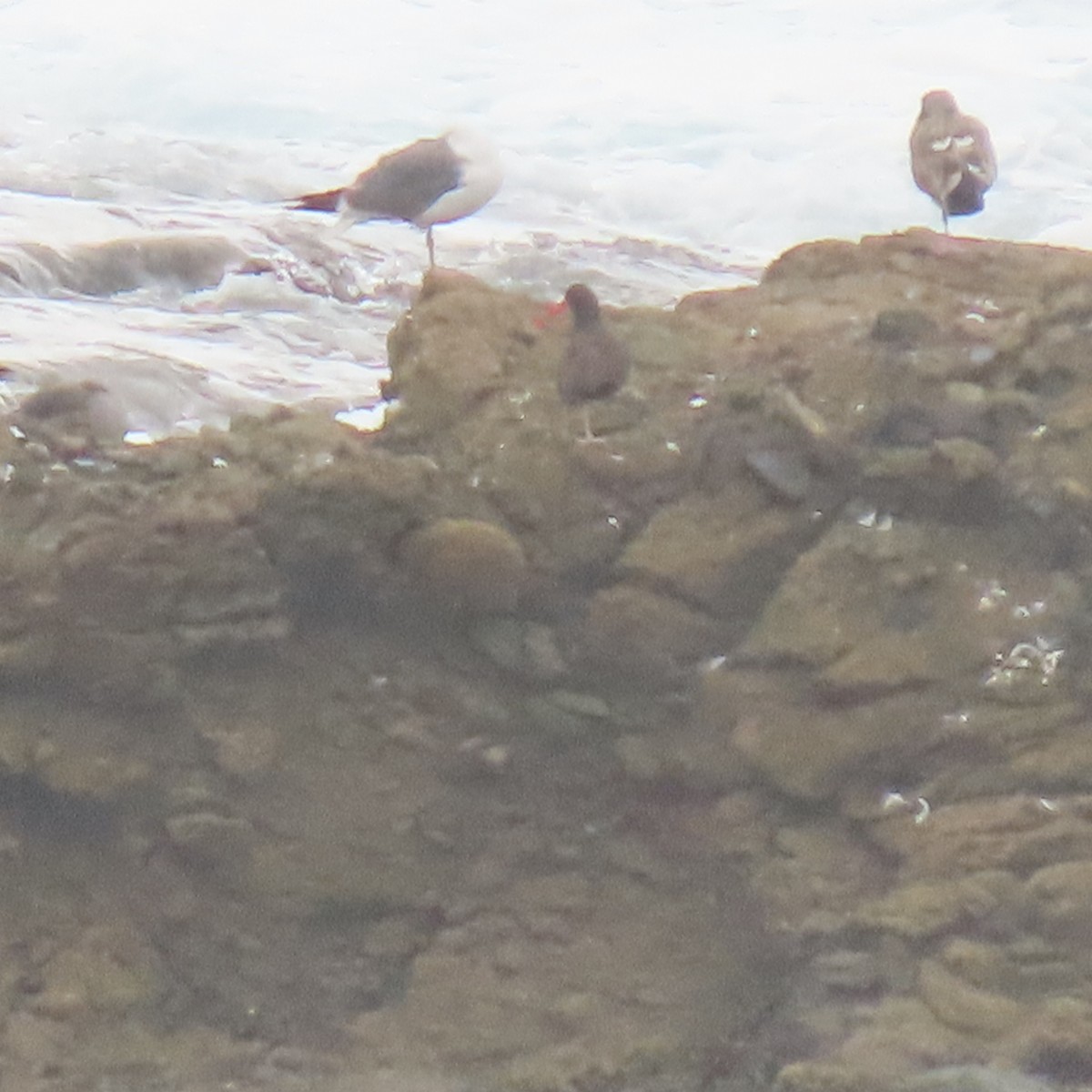 Black Oystercatcher - ML640390493