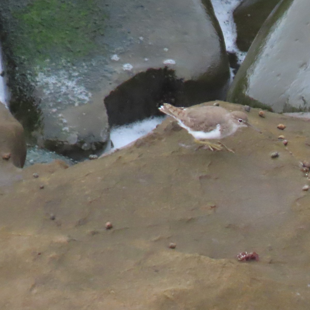 Spotted Sandpiper - ML640390497