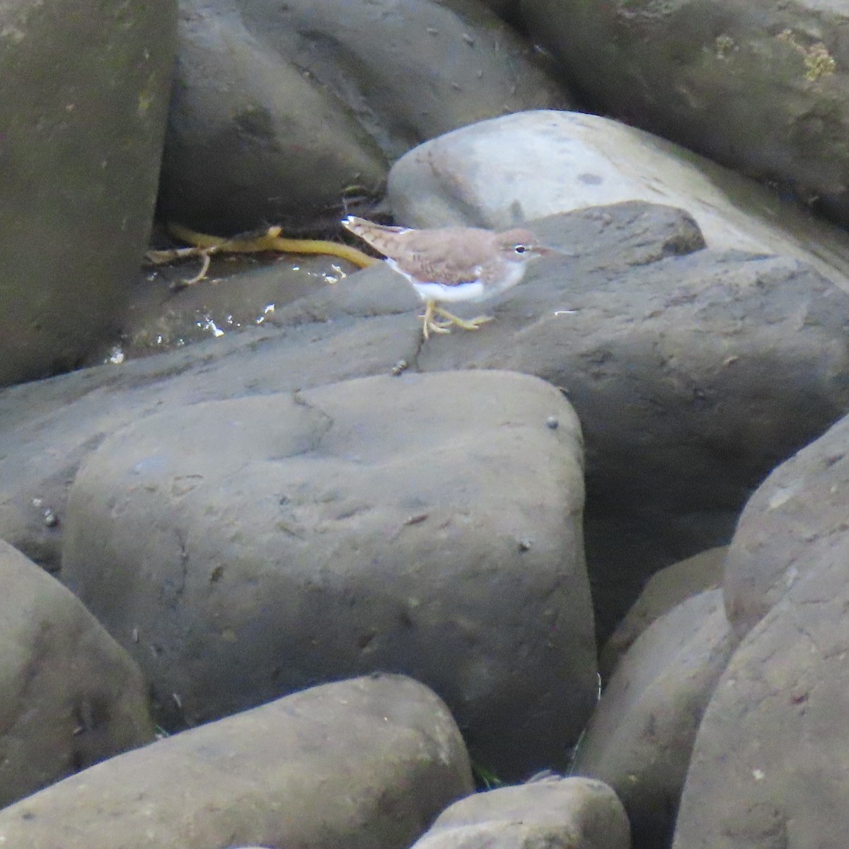 Spotted Sandpiper - ML640390508