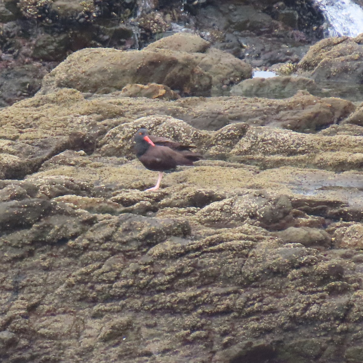 Black Oystercatcher - ML640390529