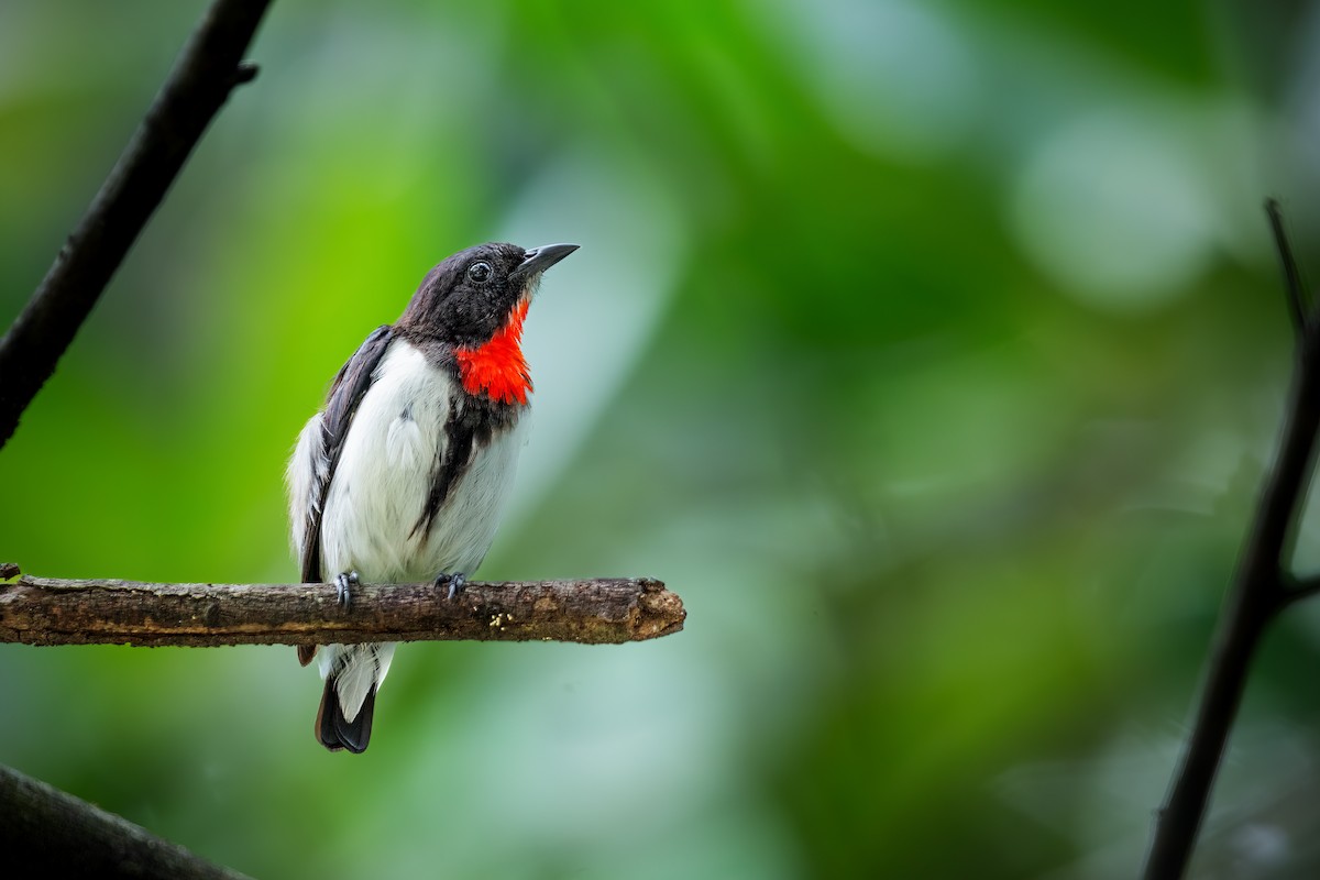 Red-chested Flowerpecker - ML640390530