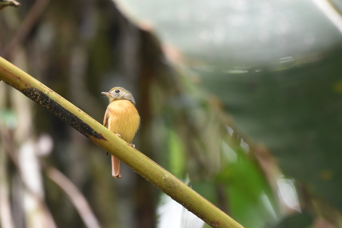 Ruddy-tailed Flycatcher - ML640390542
