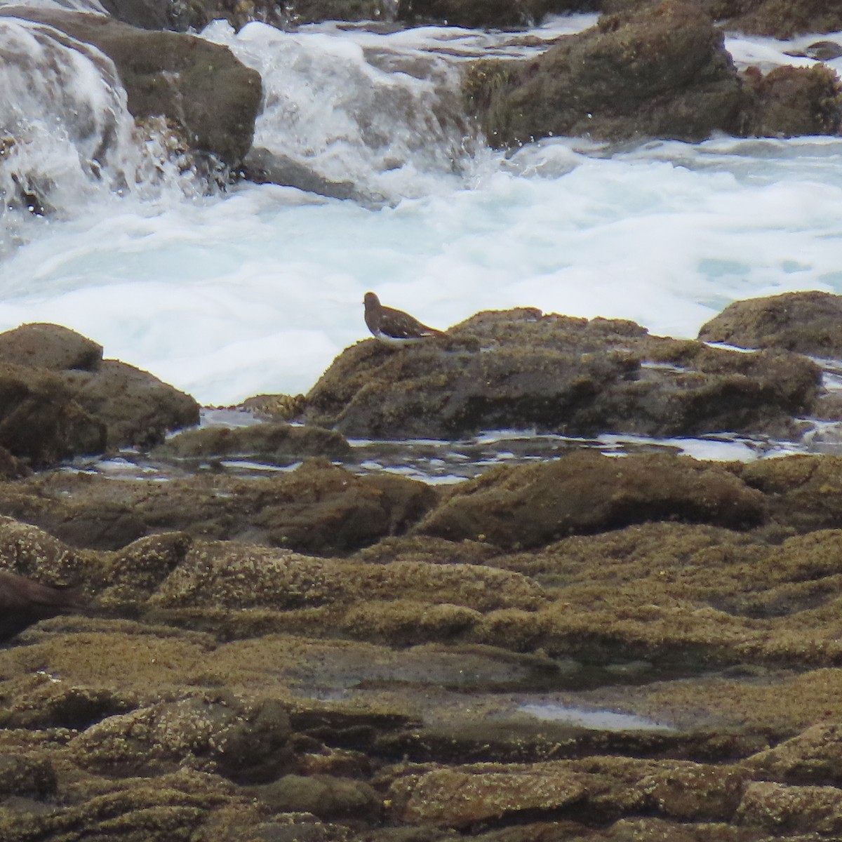 Black Turnstone - ML640390549