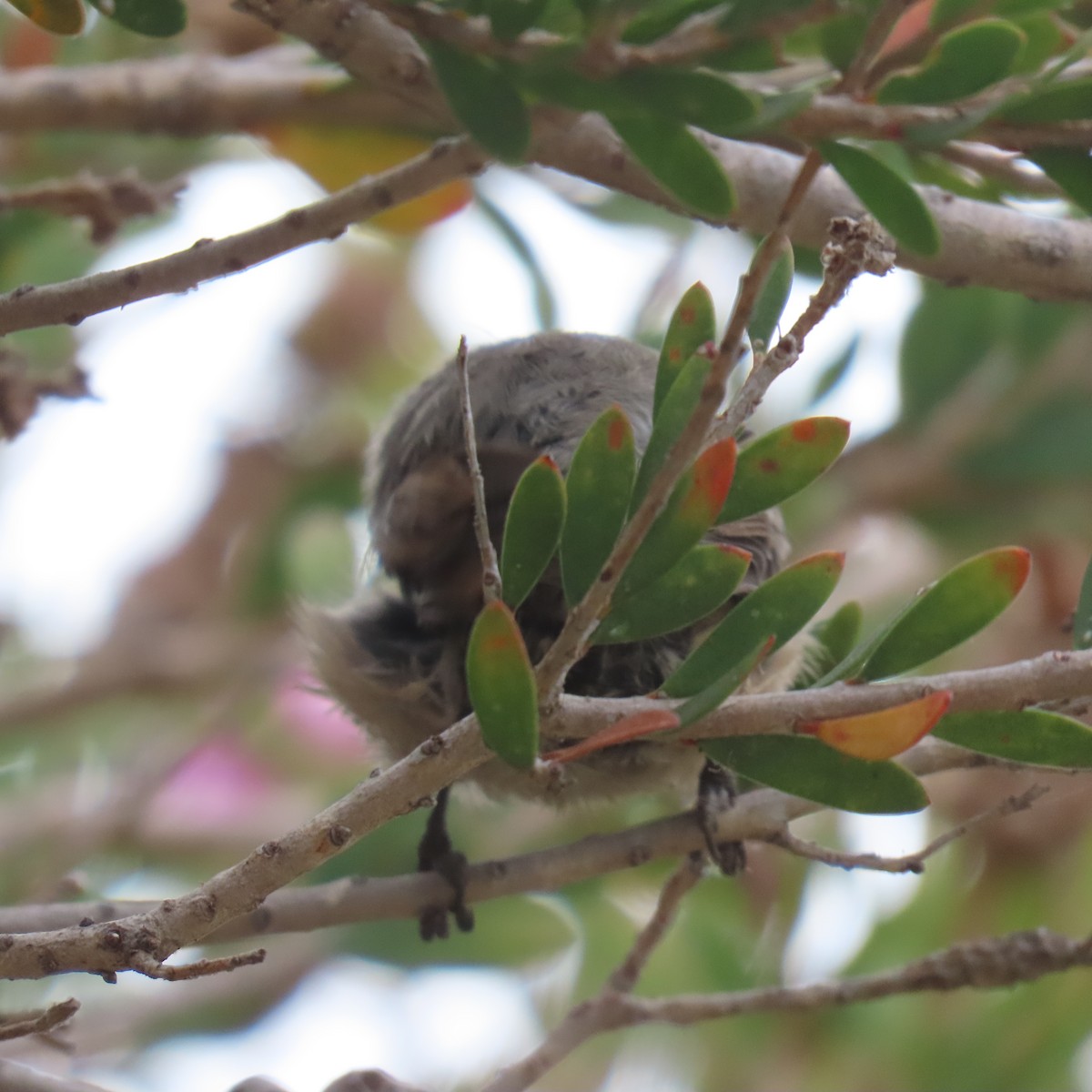 Bushtit - ML640390570