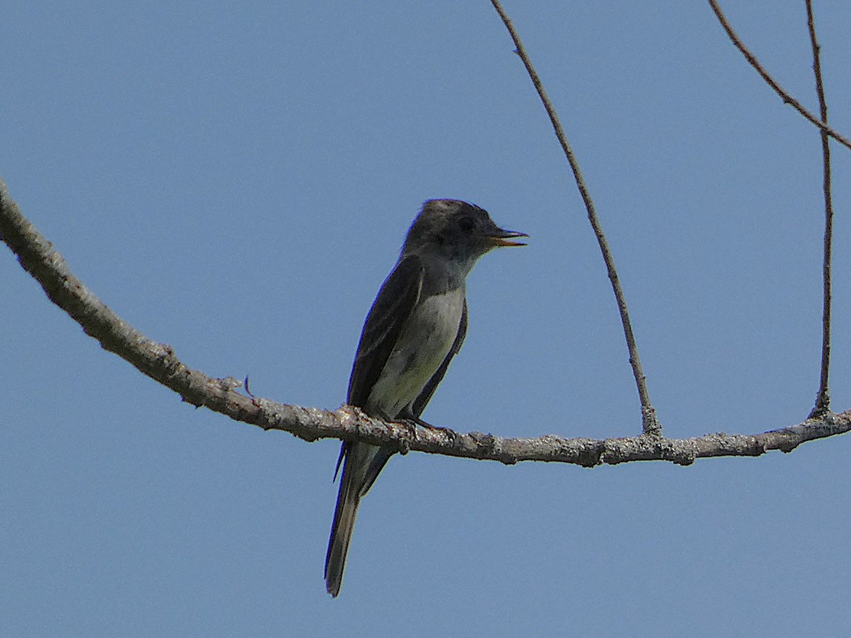 Eastern Wood-Pewee - ML640390571