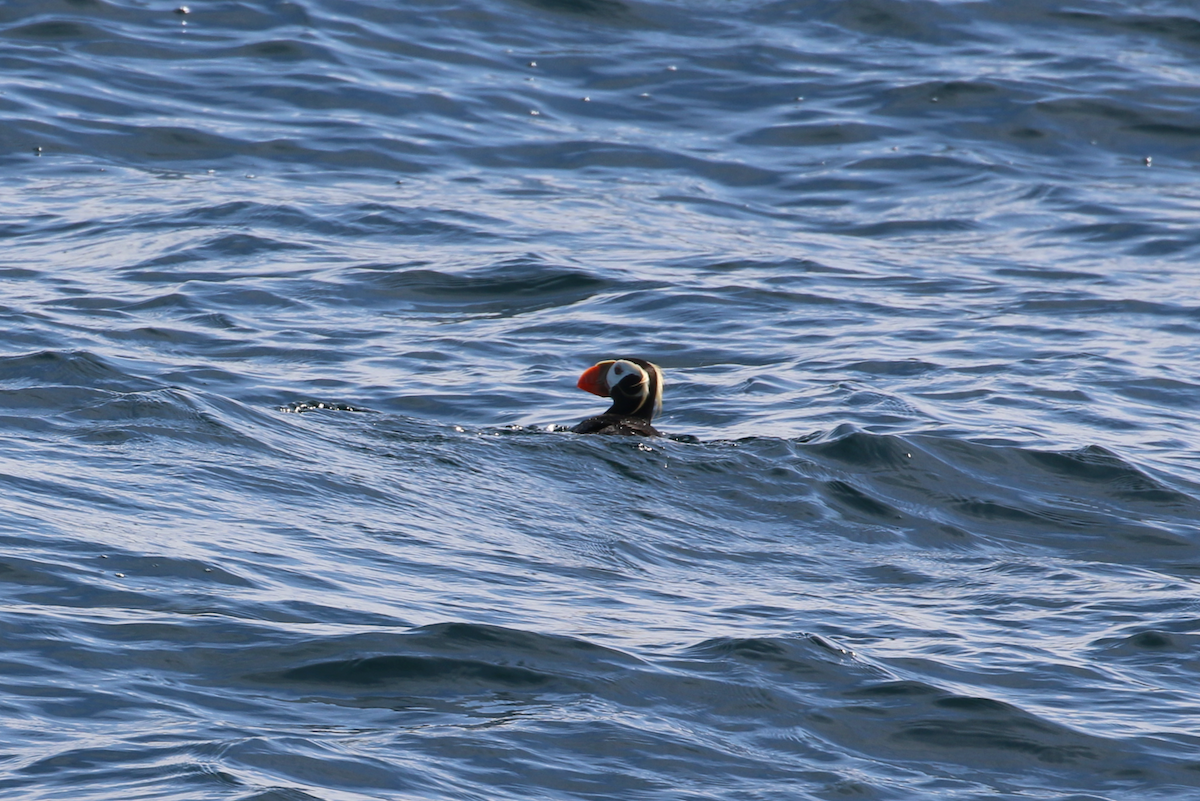 Tufted Puffin - ML640390627