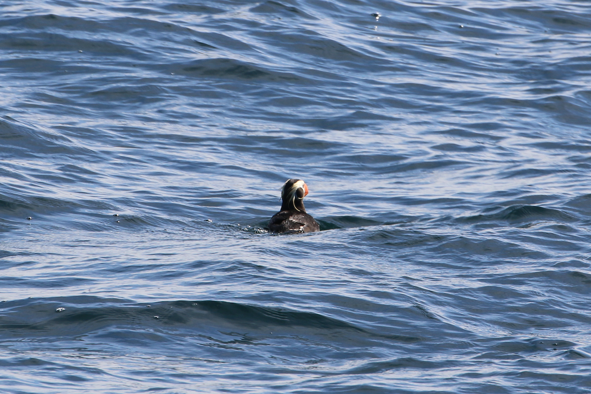 Tufted Puffin - ML640390631