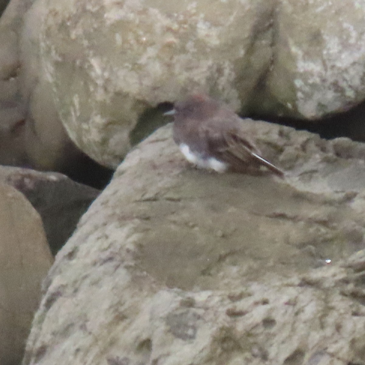 Black Phoebe - ML640390655