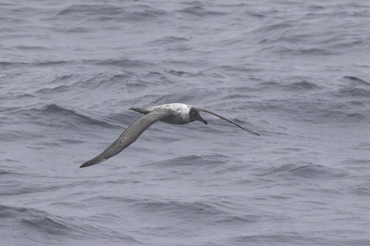 Light-mantled Albatross - ML640390658