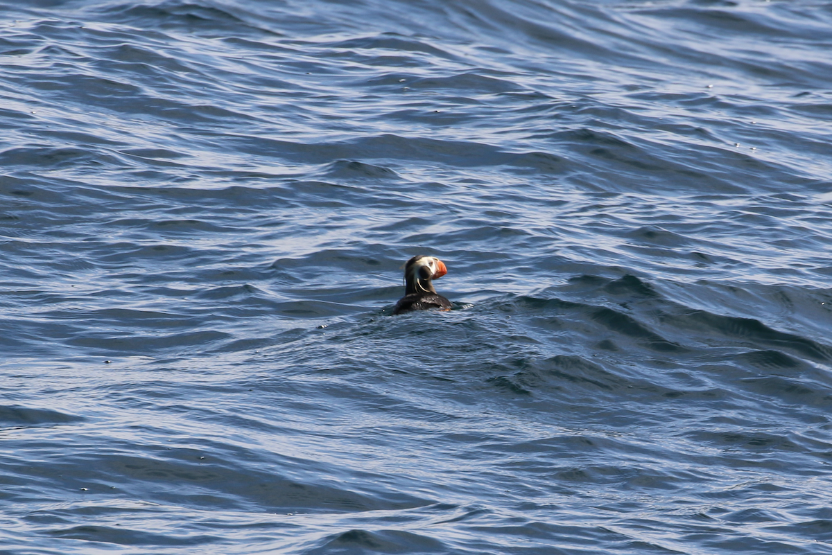 Tufted Puffin - ML640390688