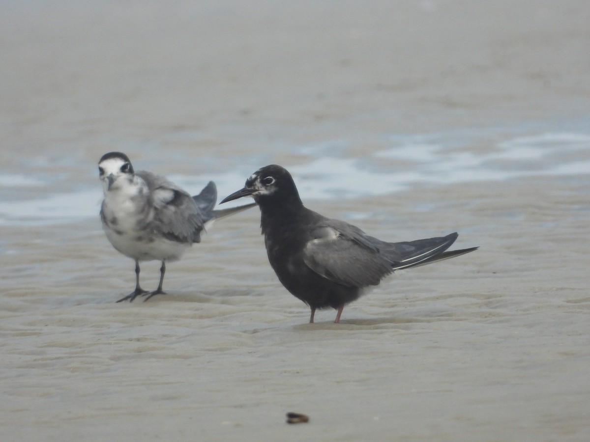 黑浮鷗 - ML640390702