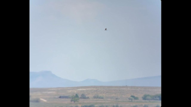 Long-tailed Jaeger - ML640390705