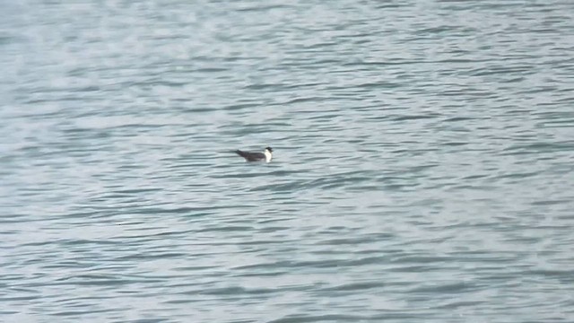 Long-tailed Jaeger - ML640390706