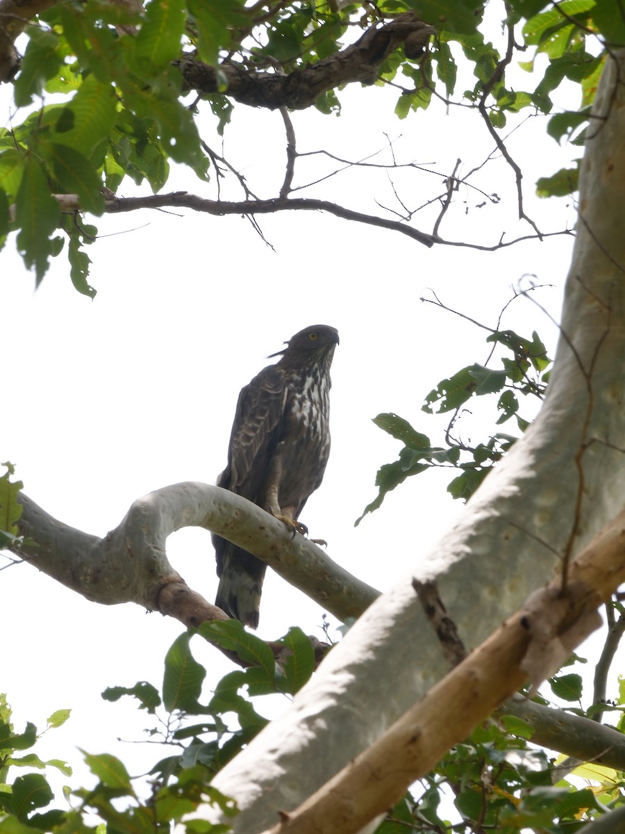 Changeable Hawk-Eagle (Crested) - ML640390751