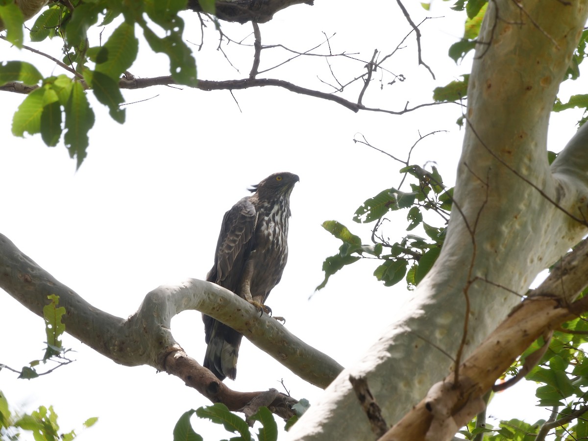 Changeable Hawk-Eagle (Crested) - ML640390758