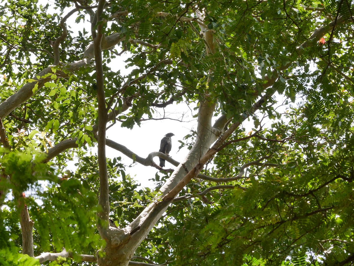 Changeable Hawk-Eagle (Crested) - ML640390763