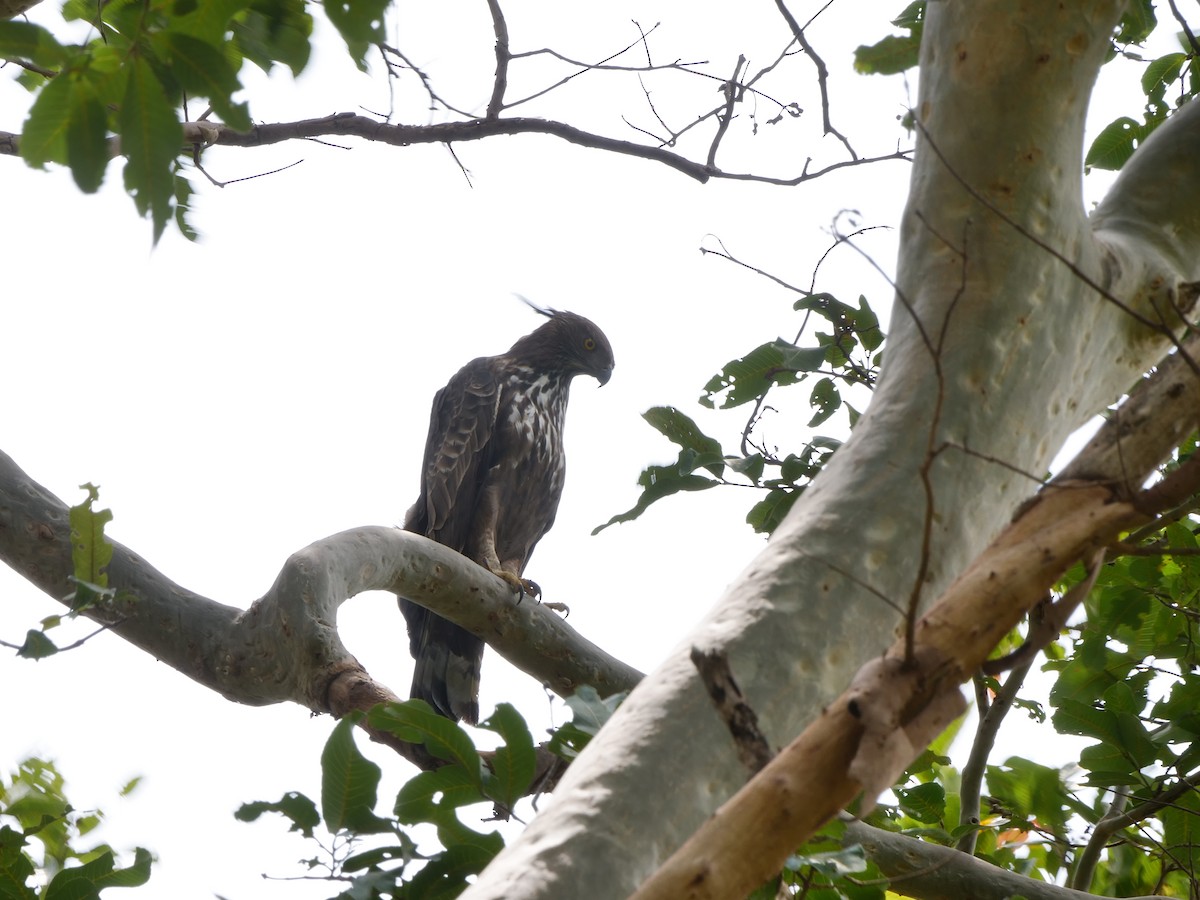 Changeable Hawk-Eagle (Crested) - ML640390765