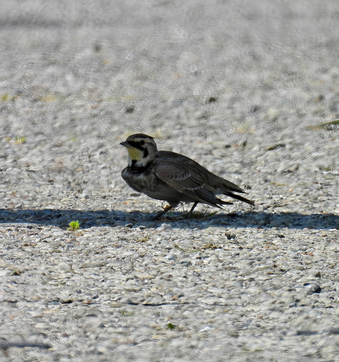 Alouette hausse-col - ML640390786