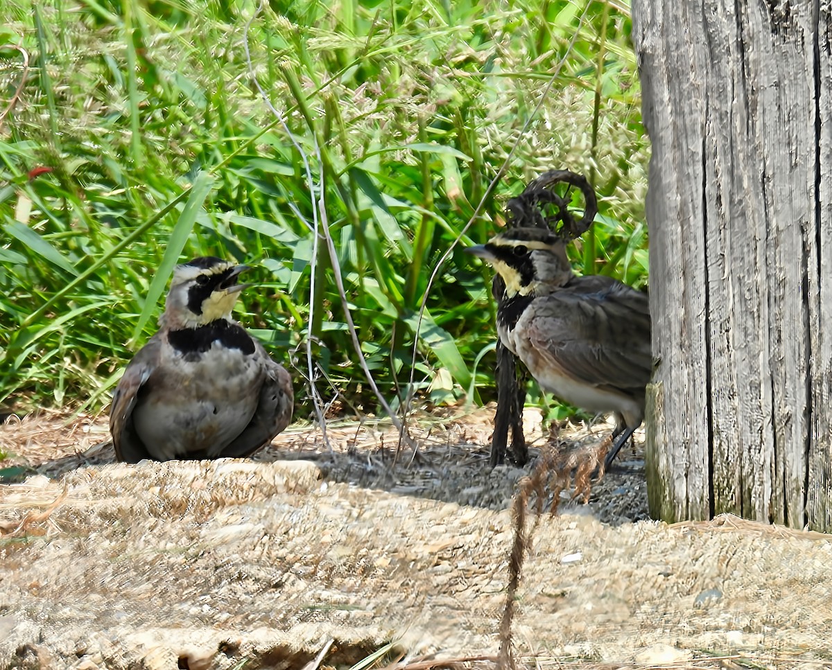 Alouette hausse-col - ML640390787